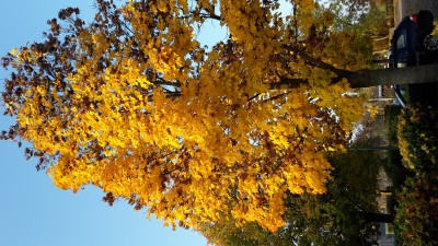 20151031_160138.jpg