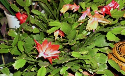 Schlumbergera Red Flame.JPG