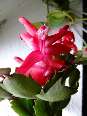 2015_11160058.JPG