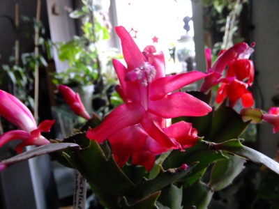 2015_11160063.JPG
