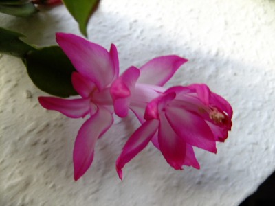 2015_11160065.JPG