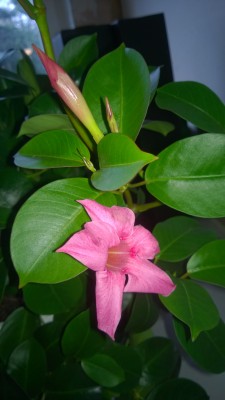 WP_20151118_003.jpg