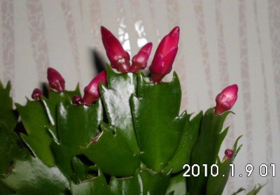 Schlumbergera 02.JPG