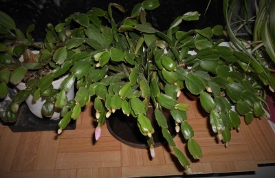 Schlumbergera Ablger Pflanze 80er.JPG