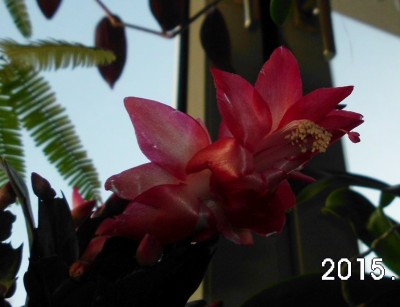 Schlumbergera (1).JPG