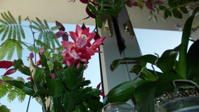 Schlumbergera.JPG