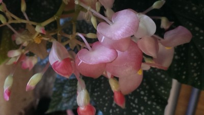 IMAG8053.jpg