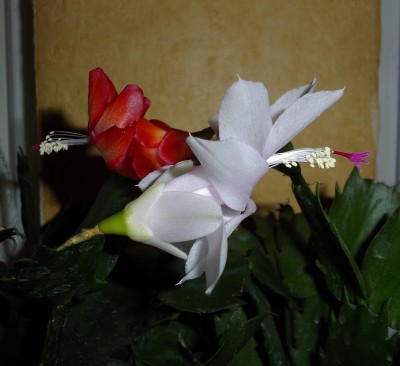 IMGP1658.JPG