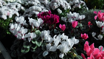 Adventstreffen (19).JPG