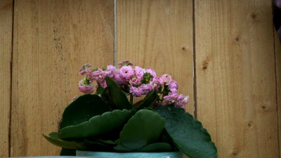 Adventstreffen (16).JPG