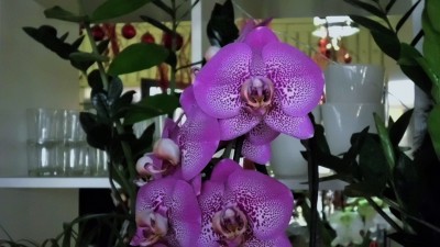 Adventstreffen (10).JPG