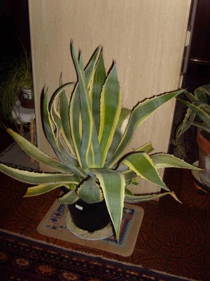 S7004721a.jpg