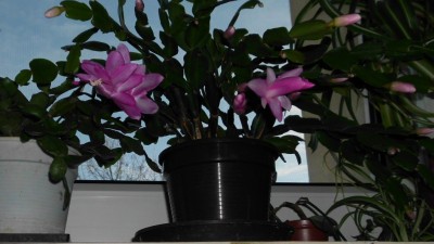 Schlumbergera 80´ger.JPG