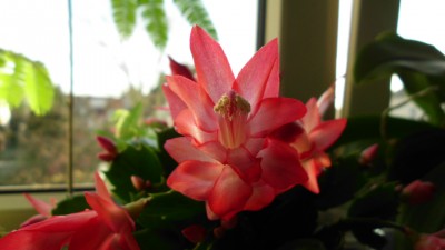 Schlumbergera (4).JPG
