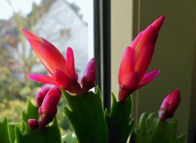 Schlumbergera (1).JPG