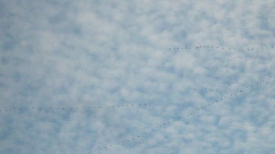 Zugvögel (1).JPG