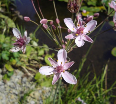 Schwanenblume (Butomus umbellatus).jpg