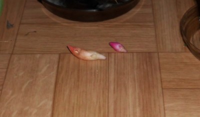 Schlumbergera (8).JPG