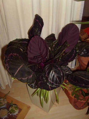 S7004762a.jpg