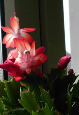 Schlumbergera (1).JPG