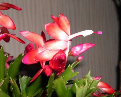Schlumbergera (3).JPG