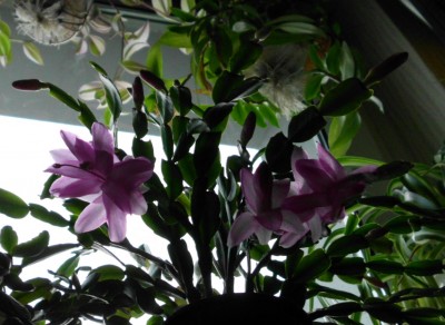 Schlumbergera (2).JPG