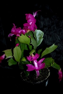Schlumbergera15 077pp.jpg