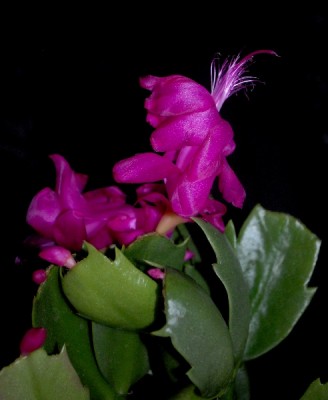 Schlumbergera15 078pp.jpg