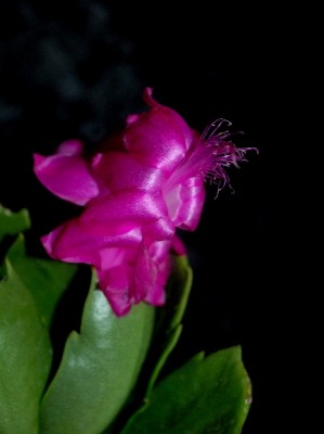 Schlumbergera15 079pp.jpg
