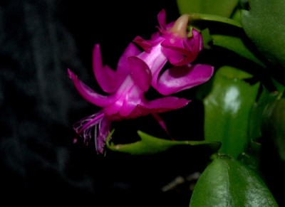 Schlumbergera15 080pp.jpg