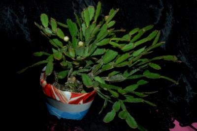 Schlumbergera15 081pp.jpg