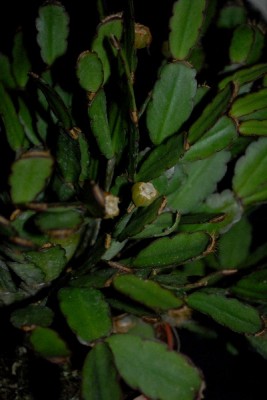 Schlumbergera15 082pp.jpg