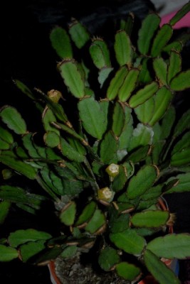 Schlumbergera15 083pp.jpg