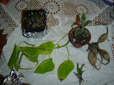 Osterwichtelpaket.jpg