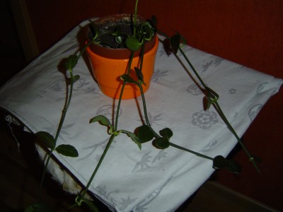 DSC03732a.jpg