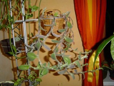 DSC03733a.jpg