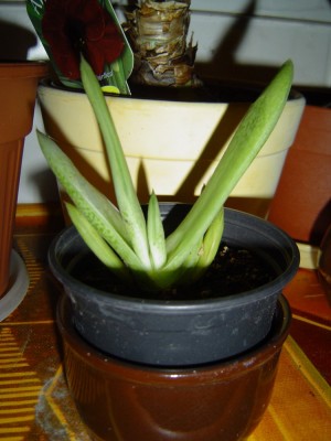 DSC03735a.jpg