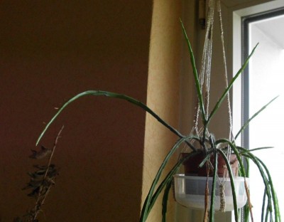 D. aurantiacus.JPG