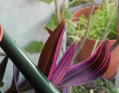 Tradescantia (9).JPG