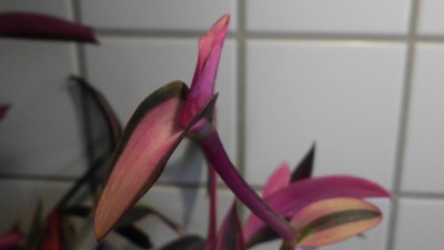 Tradescantia (32).JPG