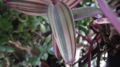 Tradescantia (8).JPG