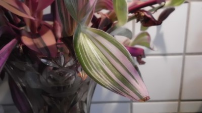 Tradescantia (28).JPG