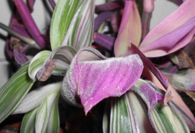 Tradescantia (29).JPG