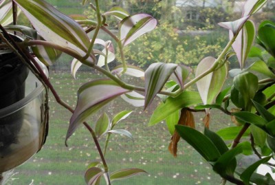 Tradescantia (20).JPG