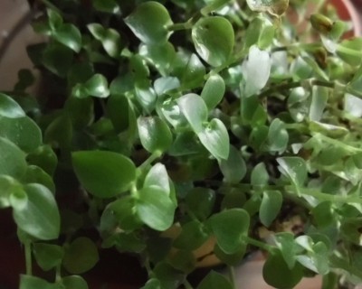 Tradescantia (15).JPG