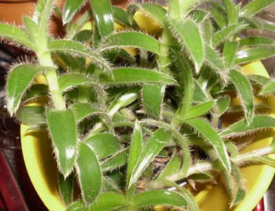 Tradescantia (16).JPG