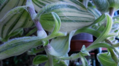 Tradescantia (5).JPG