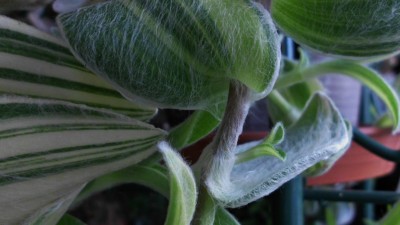 Tradescantia (6).JPG