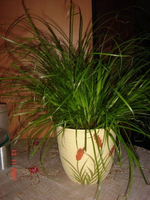 DSC00825.JPG