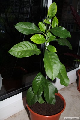 20151128_03.JPG